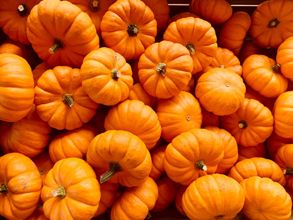 Fall pumpkins